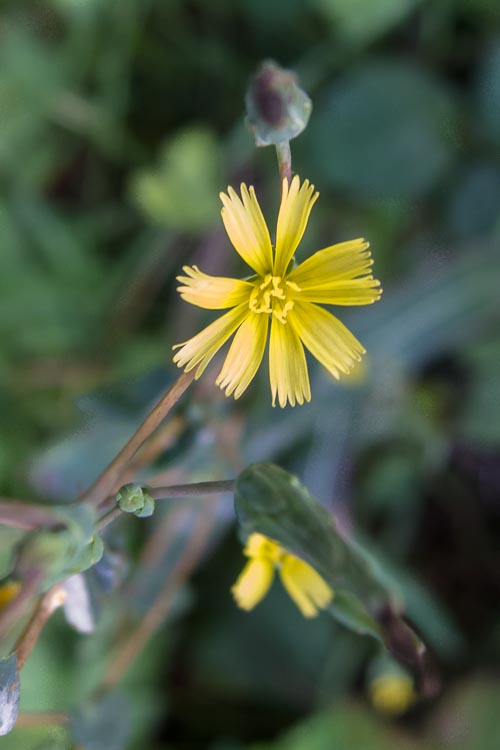 Lactuca serriola